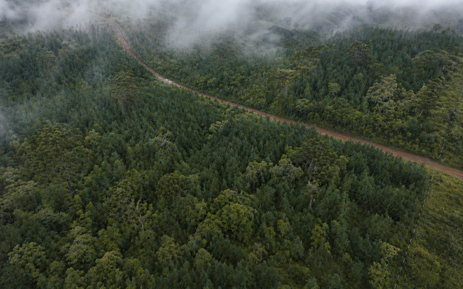 Área reflorestada vista por drone